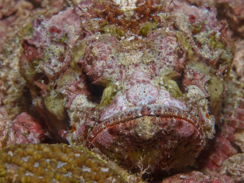 Scorpion Fish, Rubiah Sea Garden